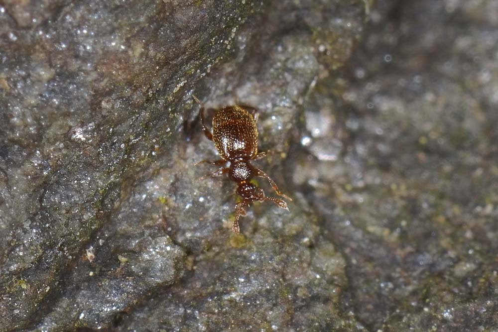 Pselaphidae da id.